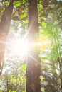 Magical ancient evergreen forest at sunrise