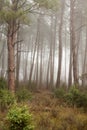 Magical atmosphere inside a pine forest in the Jerte Valley. Dark changing misty forest, December fog Royalty Free Stock Photo