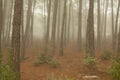 Magical atmosphere inside a pine forest in the Jerte Valley. Dark changing misty forest, December fog Royalty Free Stock Photo