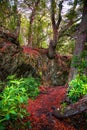 Magical austral Magellanic subpolar forests and turquoise lagoons in Tierra del Fuego National Park, Beagle Channel, Patagonia,