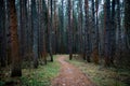 Magical Autumn Forest. Park. Beautiful Scene Misty Old Forest with Sun Rays, Shadows and Fog Royalty Free Stock Photo