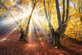 Magical autumn forest with sun rays Royalty Free Stock Photo