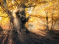 Magical autumn forest with sun rays in the evening