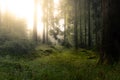 Magical autumn forest. Sunny meadow in the middle of the dark woodland. Happy, seasonal, environment concept