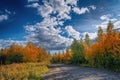 Magical Autumn Forrest. Colorful Fall Leaves. Romantic Background.