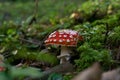 Magical autumn image of an amanita mushroom in the green moss. Selective focus. Mushrooms concept Royalty Free Stock Photo