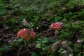 Magical autumn image of two amanita mushroom in the green moss. Selective focus. Mushrooms concept Royalty Free Stock Photo