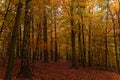 Magical autumn scenery in a dreamy forest, with sunlight beautifully illuminating and painting stunning colors into the trees Royalty Free Stock Photo