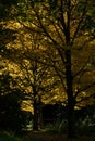 Sunlight illuminating Yellow Leaves on a Betula Lenta Tree. trees