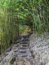 Magical Bamboo Forest Trail Royalty Free Stock Photo