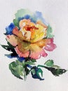 Watercolor art background colorful flower rose single garden Royalty Free Stock Photo