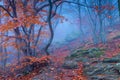 Magical beautiful and gloomy forest in the mountains