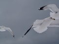 Magical Birds in Flight Beauty