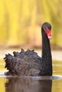 Magical black swan on spring pond