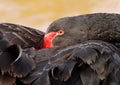 Magical black swan on spring pond