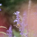 Magical Bumblebee Lavender Flowers