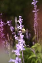 Magical Bumblebee Lavender Flowers