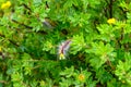 A magical caterpillar of purple and brown color with long fibers