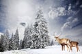 magical Christmas card with deer family, noble red deer and female in fairy tale winter landscape Royalty Free Stock Photo