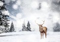 magical Christmas card with oble deermale in fairy tale winter landscape