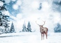 magical Christmas card with oble deermale in fairy tale winter landscape