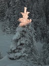 Magical Christmas tree with fairy tale light covered in deep snow Royalty Free Stock Photo