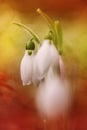 Magical colorful snowdrop