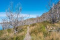 Magical colorful valley with austral dead forests, lagoons, glacial streams and high mountains in Torres del Paine National Park,