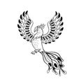 Magical creatures set. Mythological bird - phoenix. Doodle style black and white vector illustration isolated on white