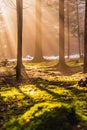 Magical Deep foggy Autumn Forest. Park. Beautiful Scene Misty Old Forest with Sun Rays, Shadows and Fog. Royalty Free Stock Photo