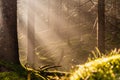 Magical Deep foggy Autumn Forest. Park. Beautiful Scene Misty Old Forest with Sun Rays, Shadows and Fog. Royalty Free Stock Photo