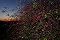 Rose bush and red dimming