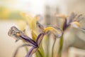 Magical Dried Iris Flower with Enchanting Green Tint