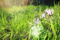 Magical fairy dust potion in bottle in the forest. Royalty Free Stock Photo