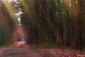 Magical fairytale in dreamy foggy forest. Mysterious surreal forest