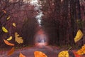 Lovely dreamy fall foggy seasonal forest. Fantasy autumn forest landscape