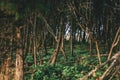 Magical fairytale forest .Green tree spooky mystical forest background, beautiful view of fresh pines trees and green floor.