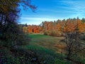 Magical mooreland meadow with fall trees Royalty Free Stock Photo