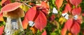 A magical, fantastic forest in autumn with red leaves on tree branches on a blurry background. A fairy-tale house with a window ma Royalty Free Stock Photo