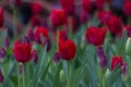 Magical field of deep red fringed tulips