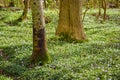 Magical flower field near tree trunks in a forest in spring. Beautiful landscape of wood anemone flowers growing in a Royalty Free Stock Photo