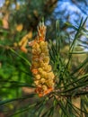 The magical flowers of Pinus massoniana from which cones form Royalty Free Stock Photo