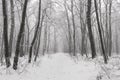 Magical foggy winter forest during a snowfall. Camping. Picturesque nature.