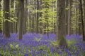 Magical forest. The blossoms of wild hyacinths. Hallerbos, Belgium. Royalty Free Stock Photo