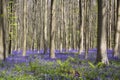 Magical forest. The blossoms of wild hyacinths. Hallerbos, Belgium. Royalty Free Stock Photo