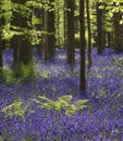 Magical forest. The blossoms of wild hyacinths. Hallerbos, Belgium. Royalty Free Stock Photo