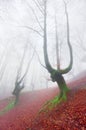 Magical forest with creepy trees