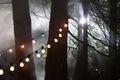 Magical forest and funfair lights Royalty Free Stock Photo