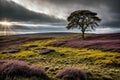 A magical forest glade with a lonely tree Royalty Free Stock Photo