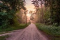 A magical forest just after the rain. Forest illuminated by the setting sun. Gravel road in the forest. Misty forest Royalty Free Stock Photo